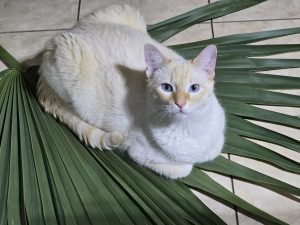 Cotton, the family’s white cat with pale golden points, resting on a palm frond.