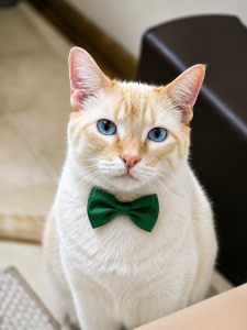 Cotton with blue eyes, a pale golden face, and a green bow tie.